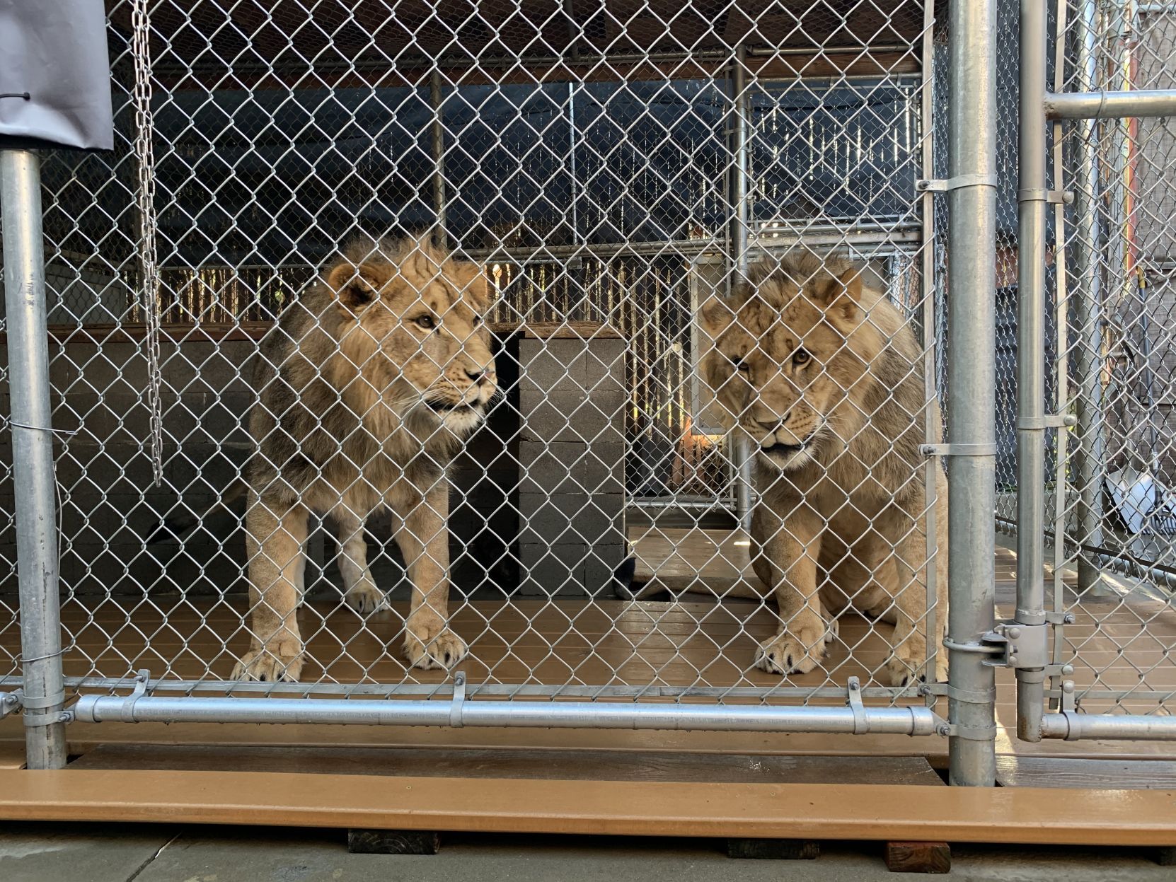 Two lions at Six Flags